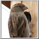 Passer domesticus - Haussperling 02.jpg